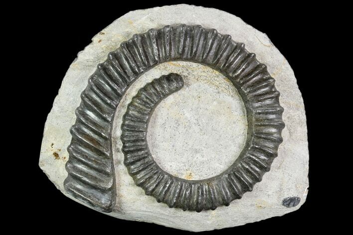 Devonian Ammonite (Anetoceras) - Morocco #110676